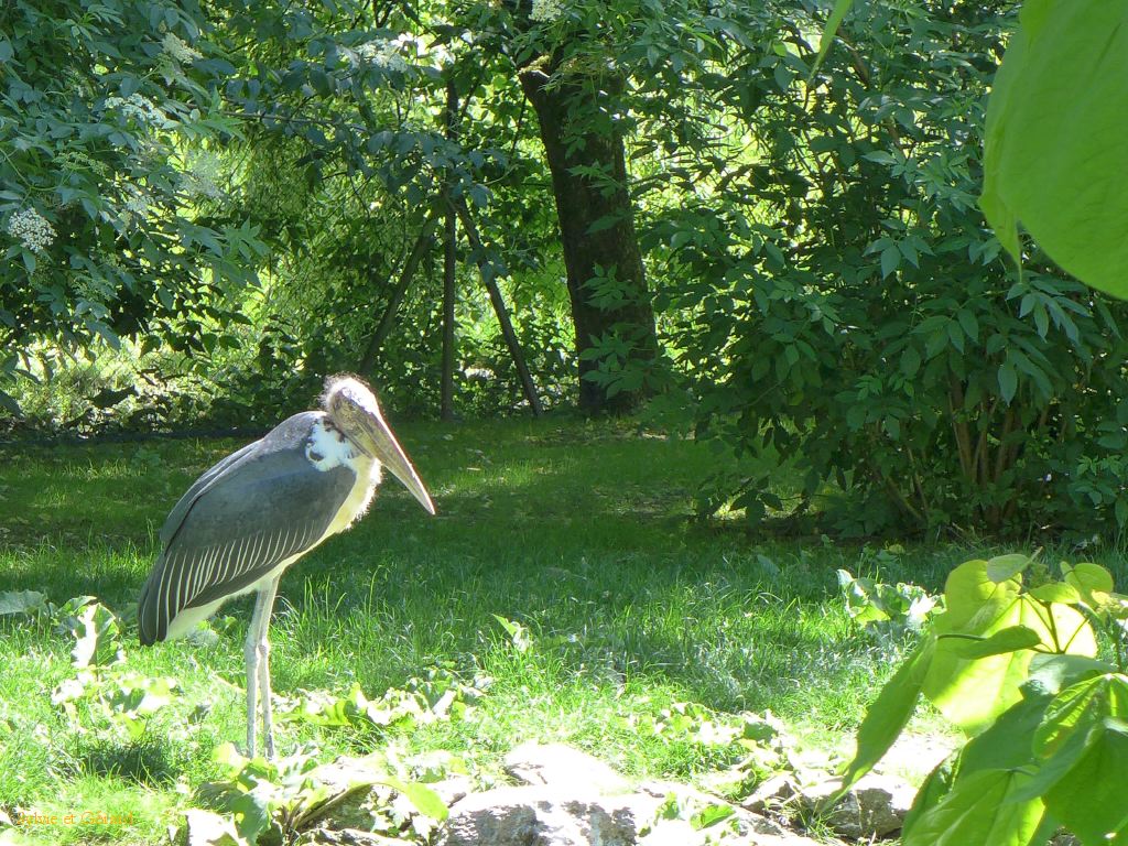 Beauval Marabout Afrique