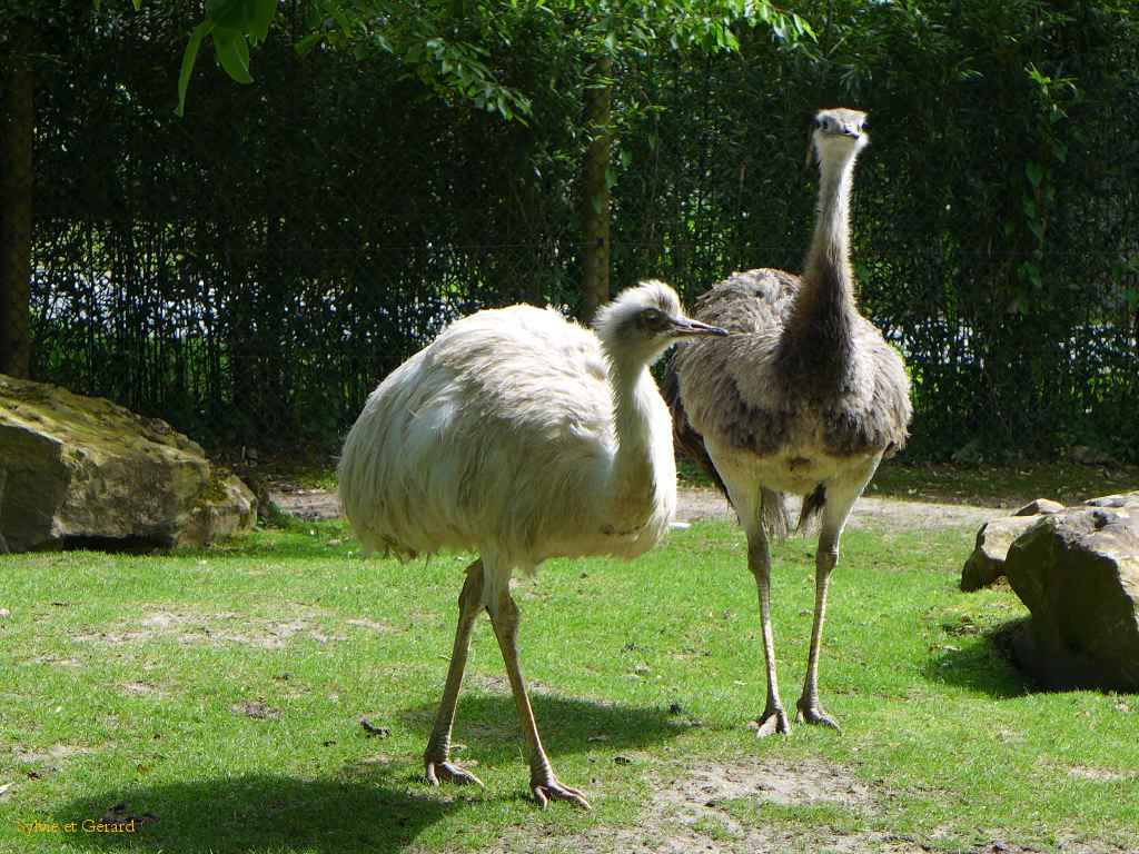 Beauval Nandou Amérique du Sud