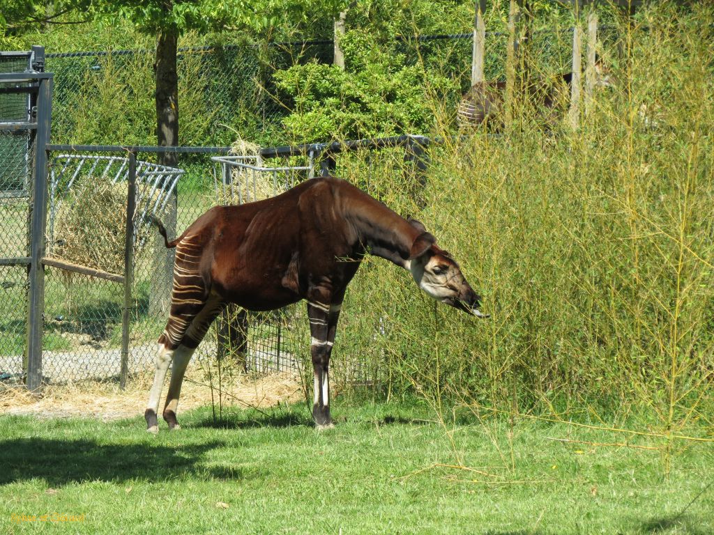 Beauval Okapi Afrique