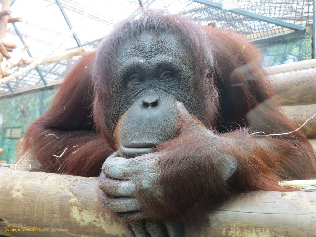 Beauval Orang Outan Bornéo