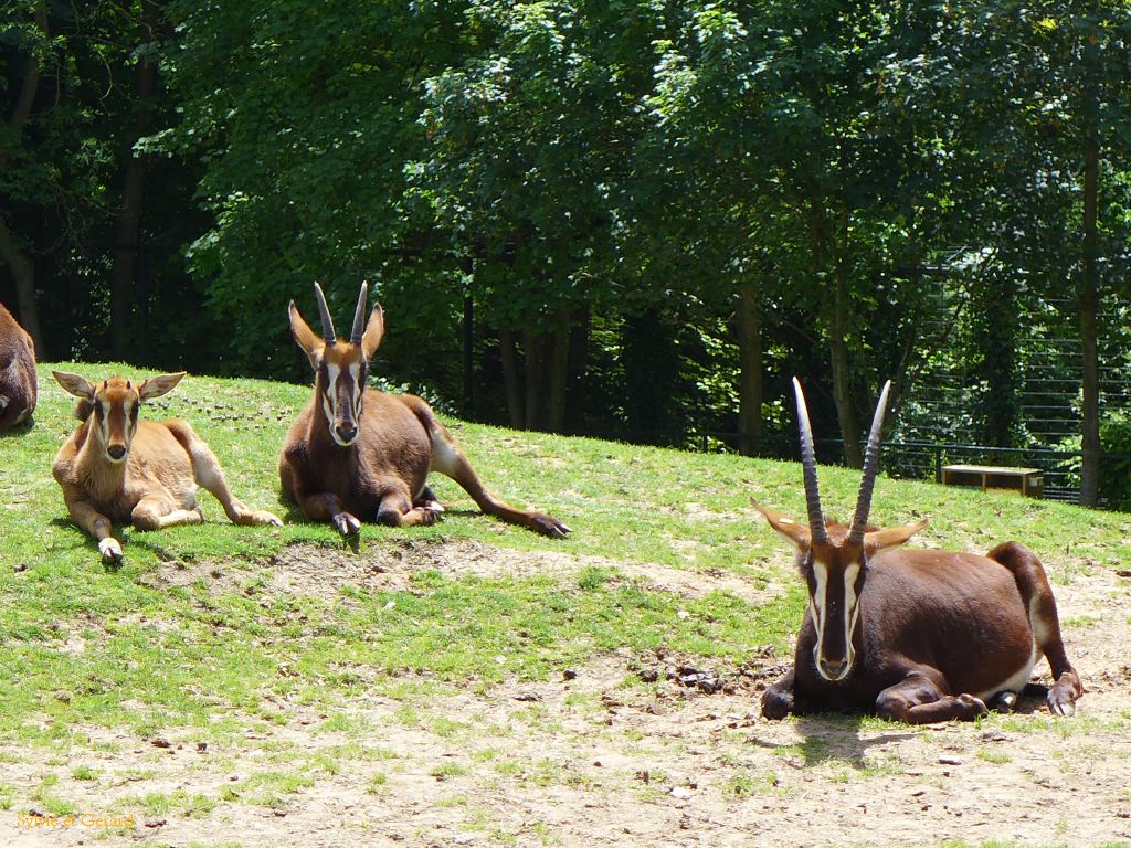 Beauval Oryx Afrique