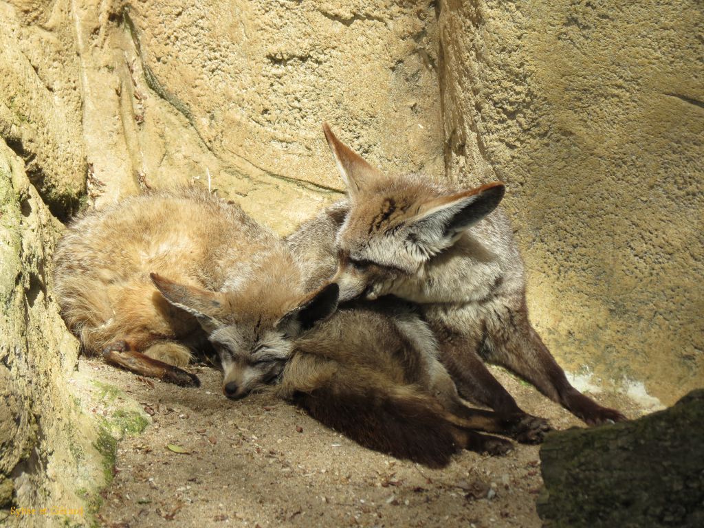 Beauval Otocyon Afrique