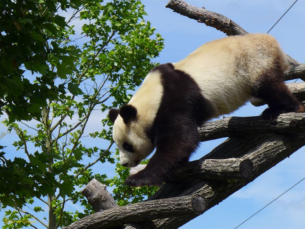 Beauval Panda Chine