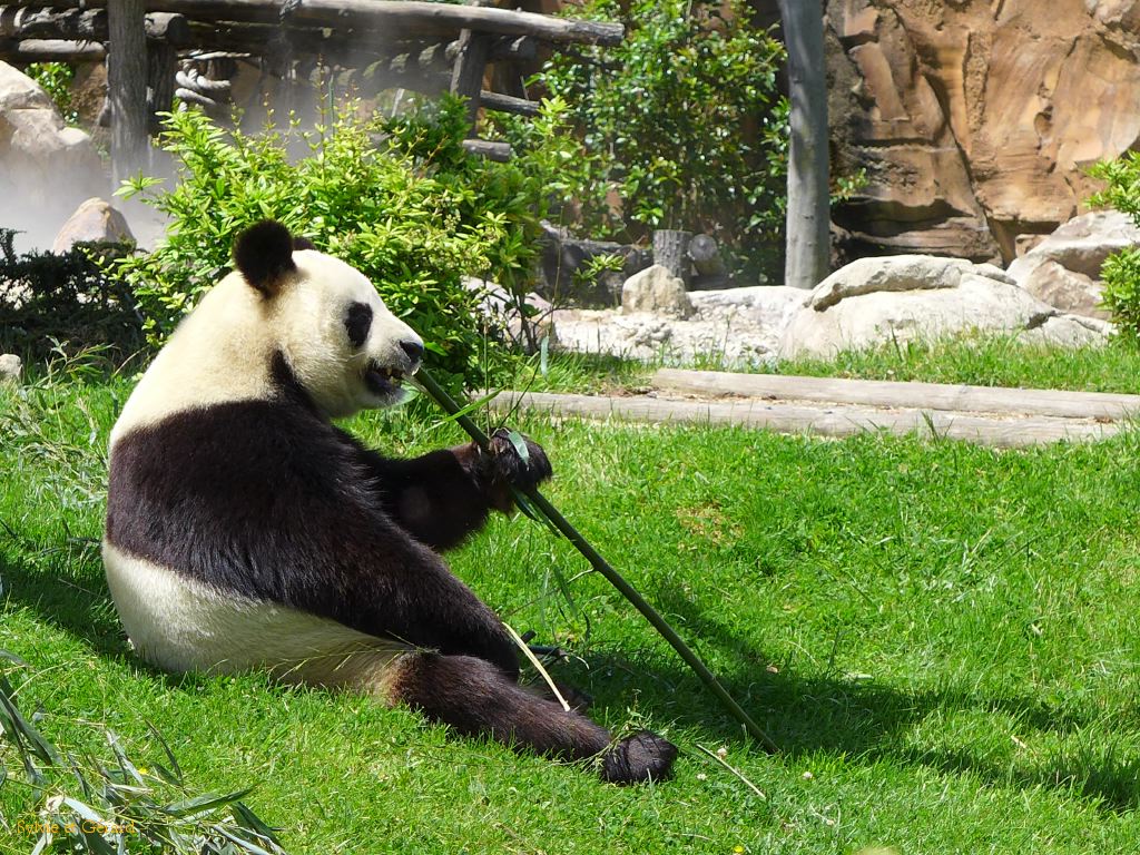 Beauval Panda Chine 02