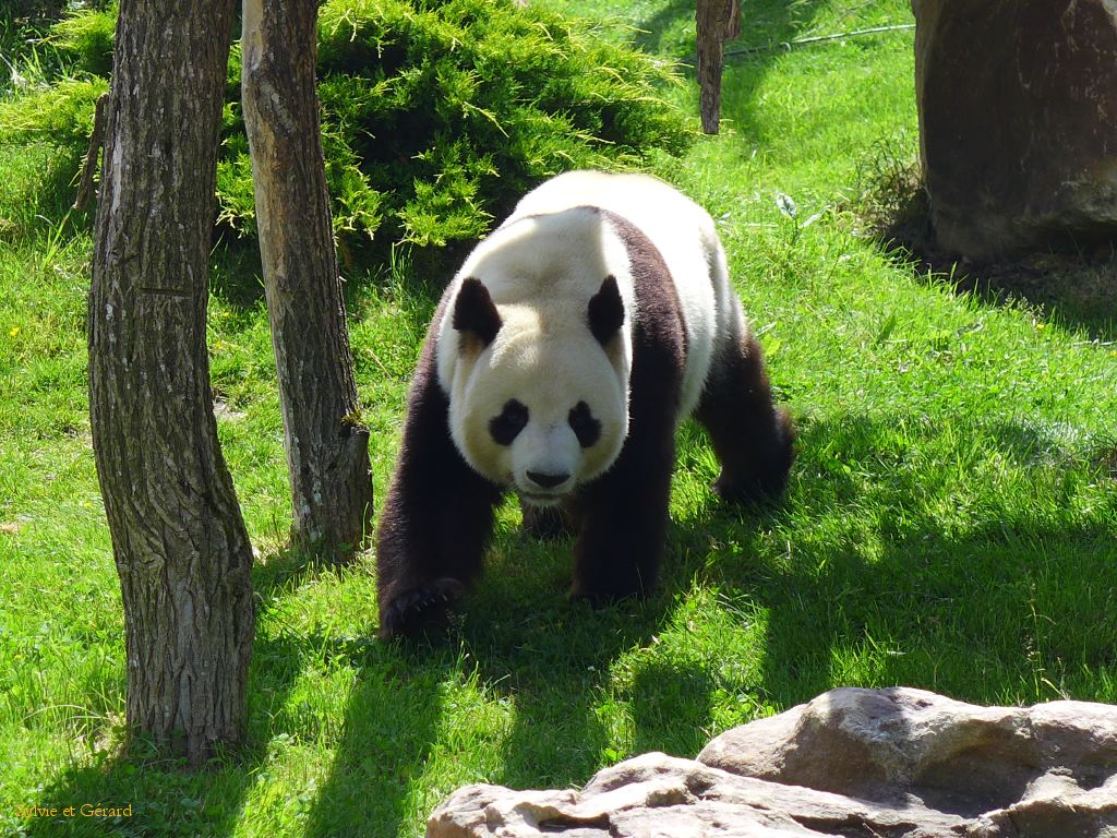 Beauval Panda Chine 03