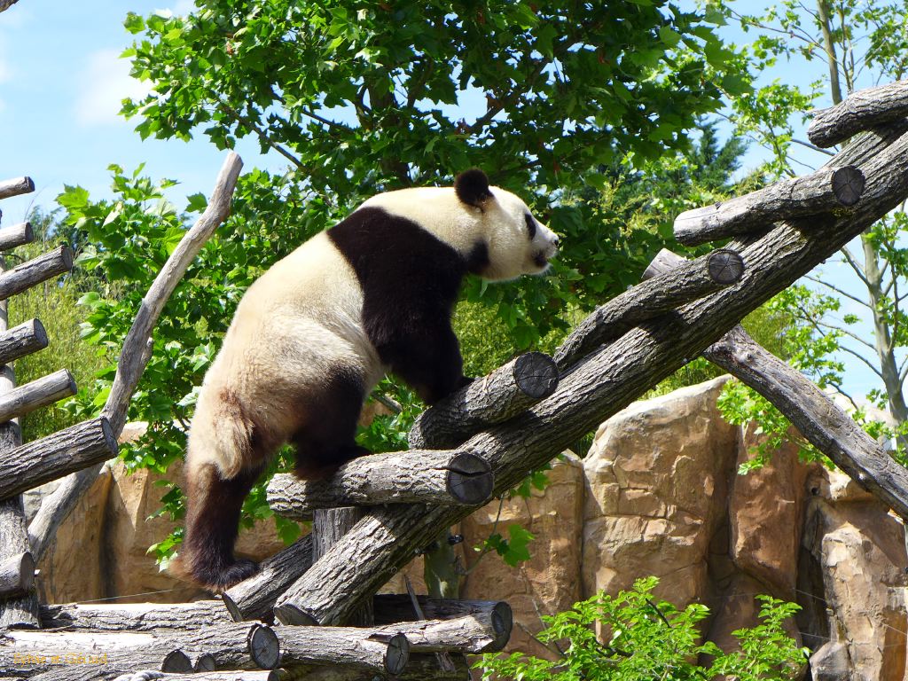 Beauval Panda Chine 04