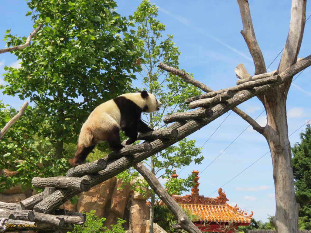 Beauval Panda Chine 05