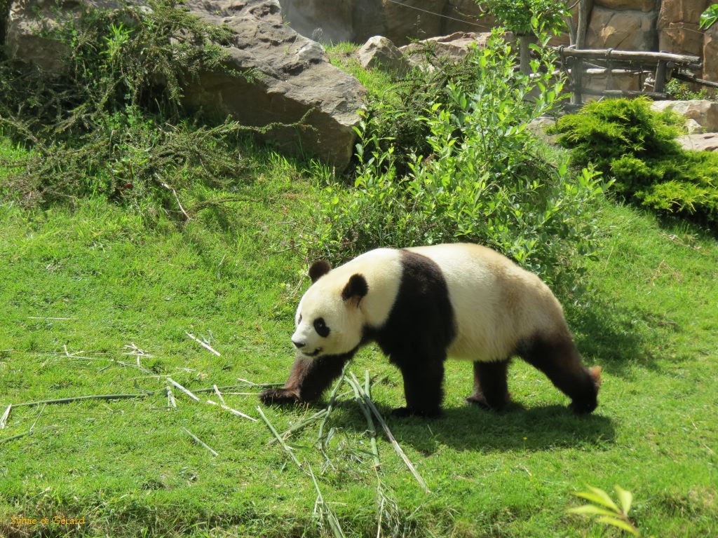 Beauval Panda Chine 06