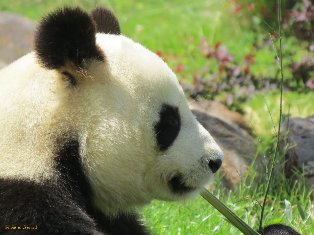 Beauval Panda Chine 07