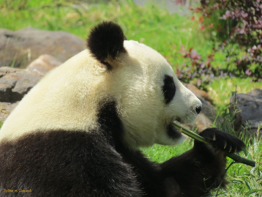 Beauval Panda Chine 08