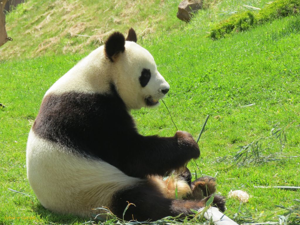 Beauval Panda Chine 10