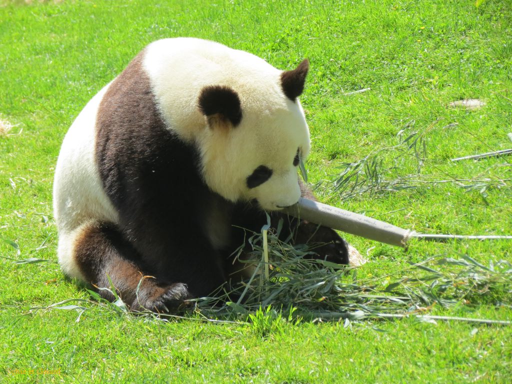 Beauval Panda Chine 11