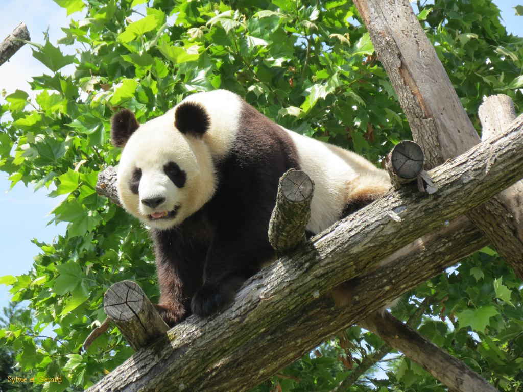 Beauval Panda Chine 12