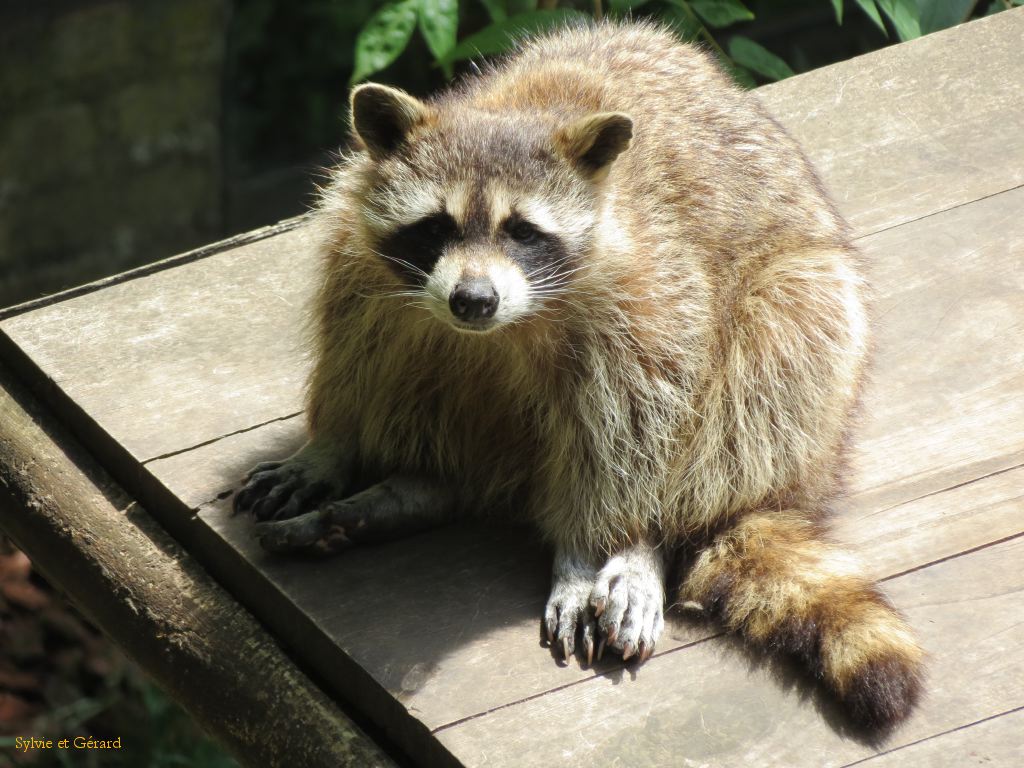 Beauval Raton Laveur Amérique du nord