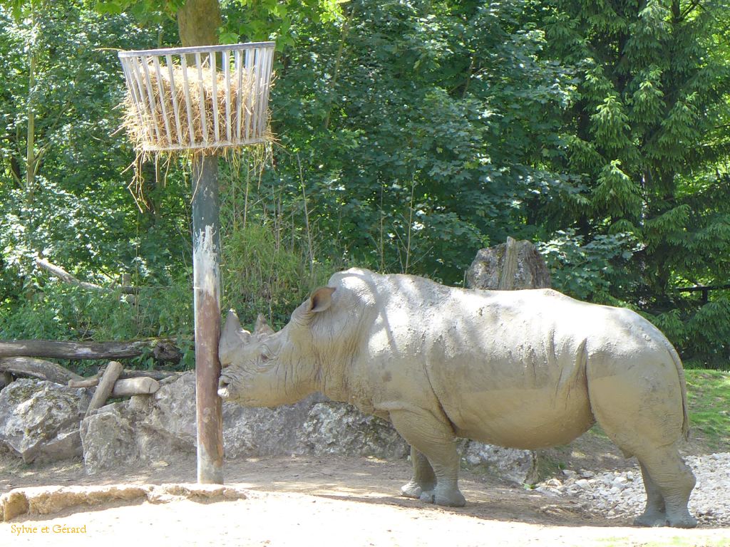 Beauval Rhinocéros Afrique