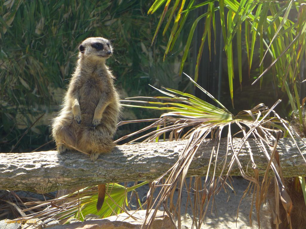 Beauval Suricate Afrique