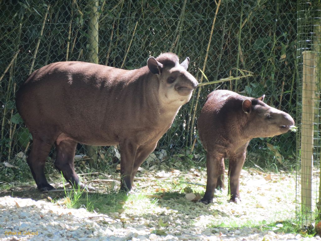 Beauval Tapir Amérique du Sud