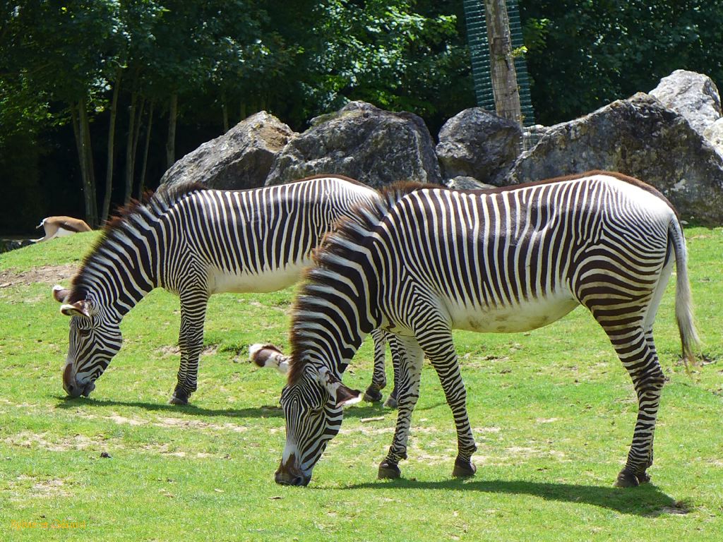 Beauval Zébres Afrique