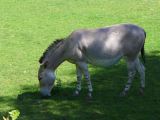 Beauval Ane de Somalie Afrique