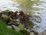 Beauval Canard Mandarin