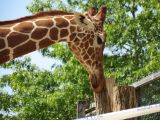 Beauval Girafe Afrique
