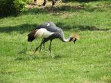 Beauval Grue royale Afrique