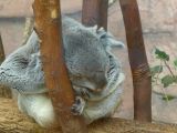 Beauval Koala Australie