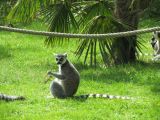 Beauval Maki Cat Madagascar 2
