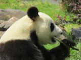 Beauval Panda Chine 08