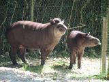 Beauval Tapir Amérique du Sud