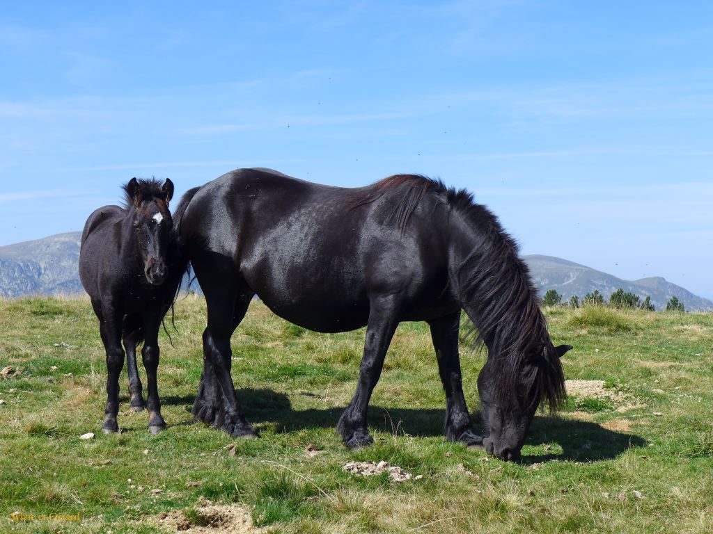 19 Plateau de Beille 