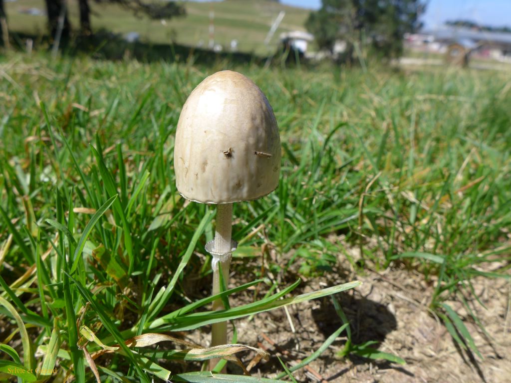 21 Plateau de Beille 