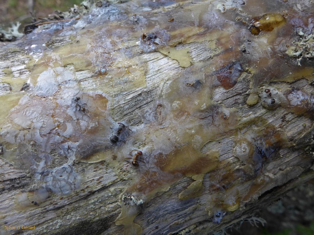 34 Plateau de Beille 