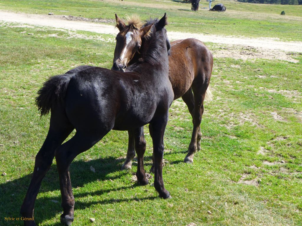 37 Plateau de Beille 