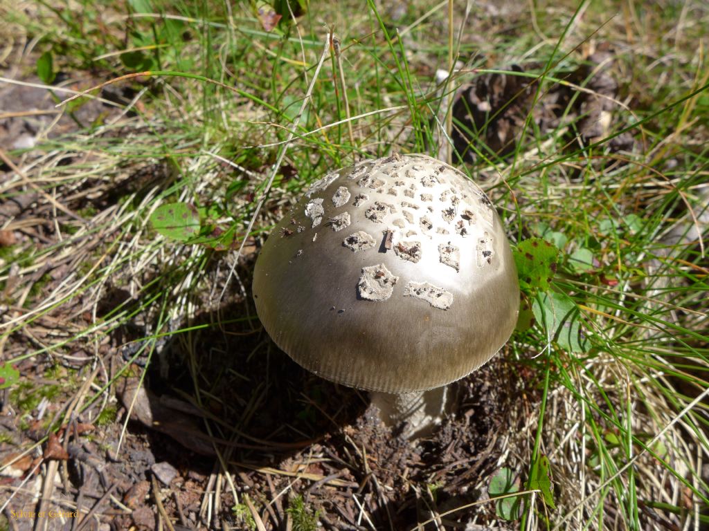 38 Plateau de Beille