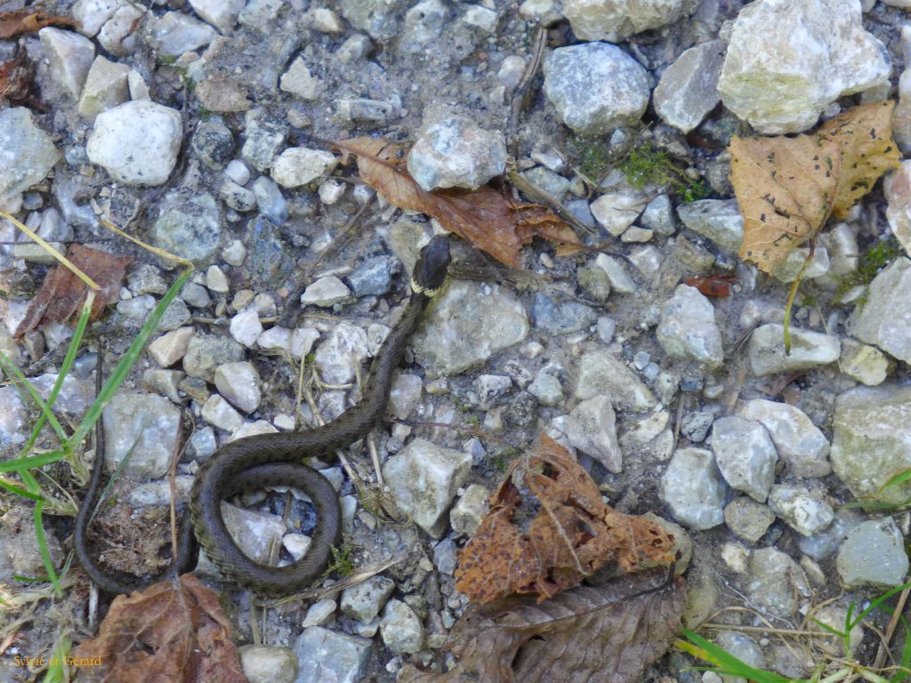 60 Vallée d'Orlu couleuvre 