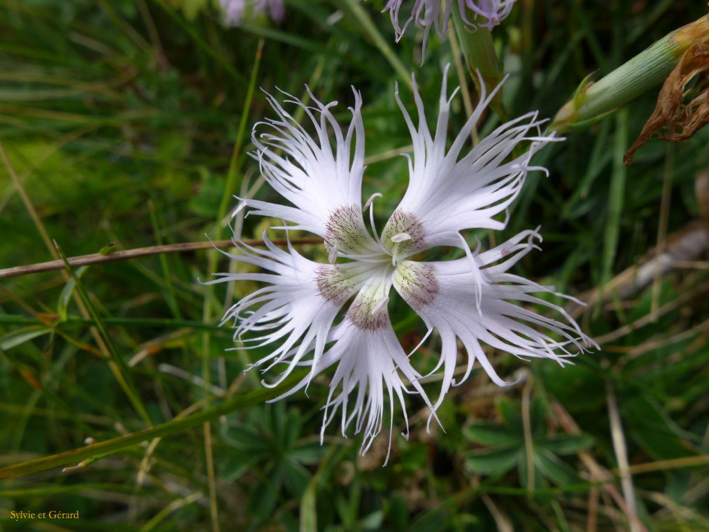 71 Etang du Laurenti 
