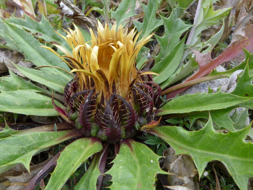 78 Etang du Laurenti 