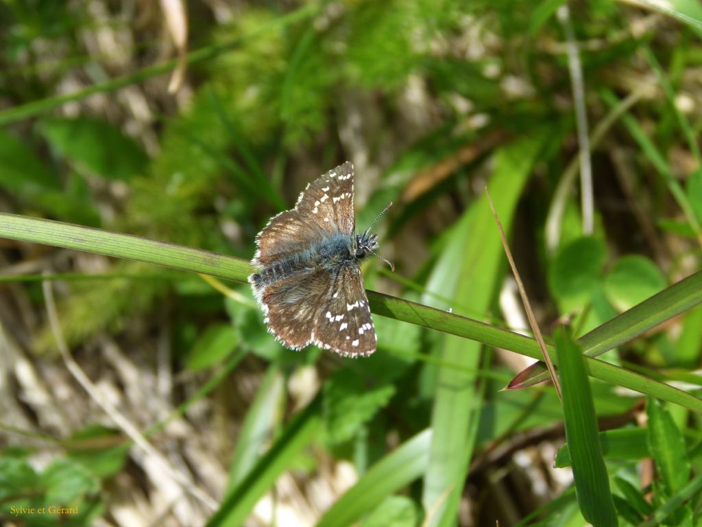Vallée de Chaudefour  293