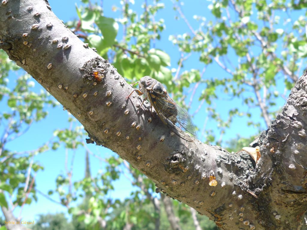 056 Naissance d'une cigale