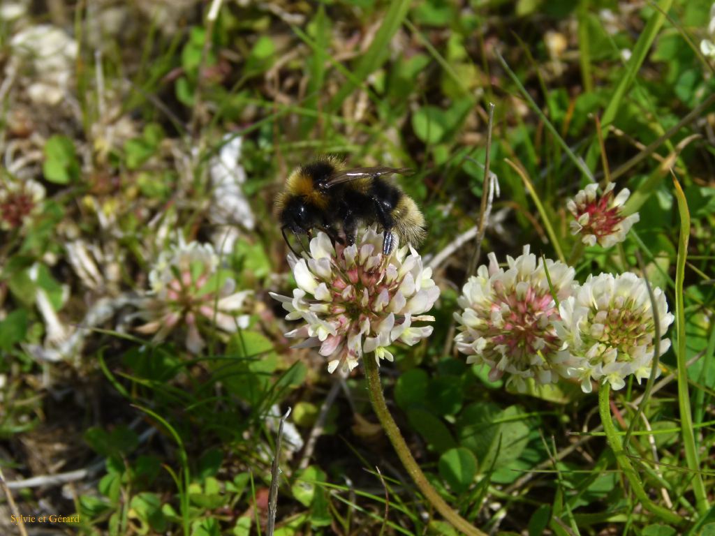 Col de la Croix St Robert  037