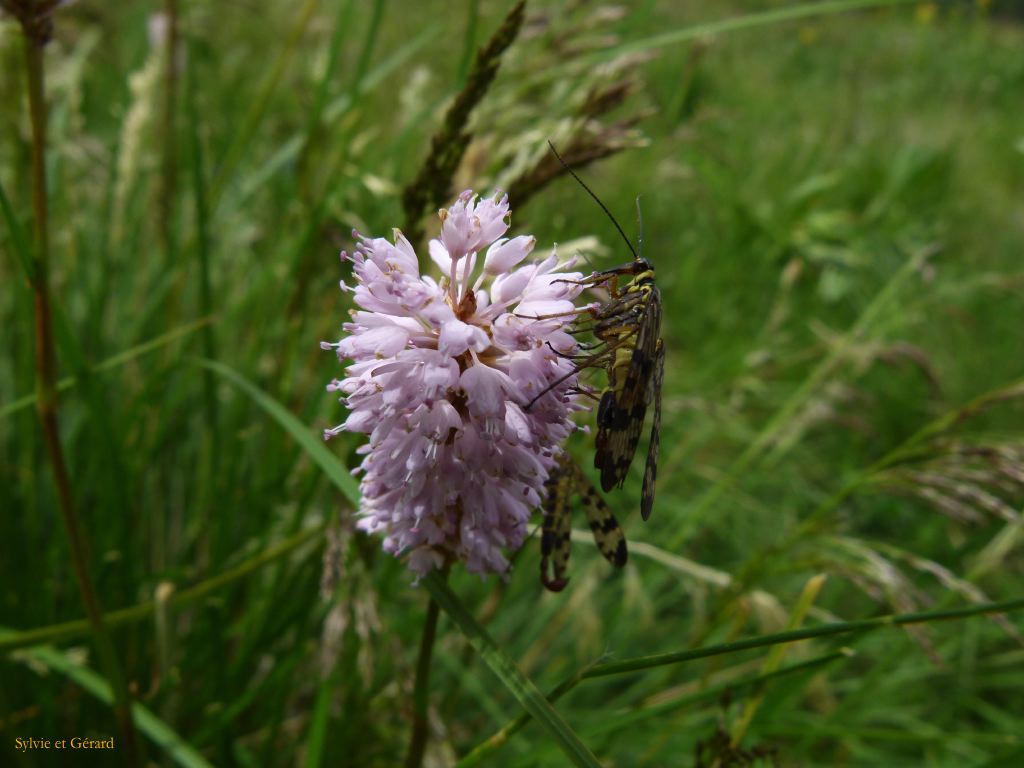 Vallée de Chaudefour  235
