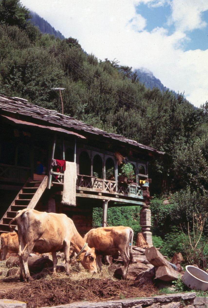 G 09 Autour de Manali Kulu Vallée de Kulu Himachal Pradesh Inde 1995-192