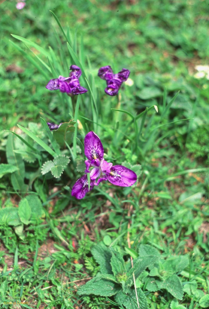 G 41 Autour de Manali Manali à 1950 m Himachal Pradesh Inde 1995-183