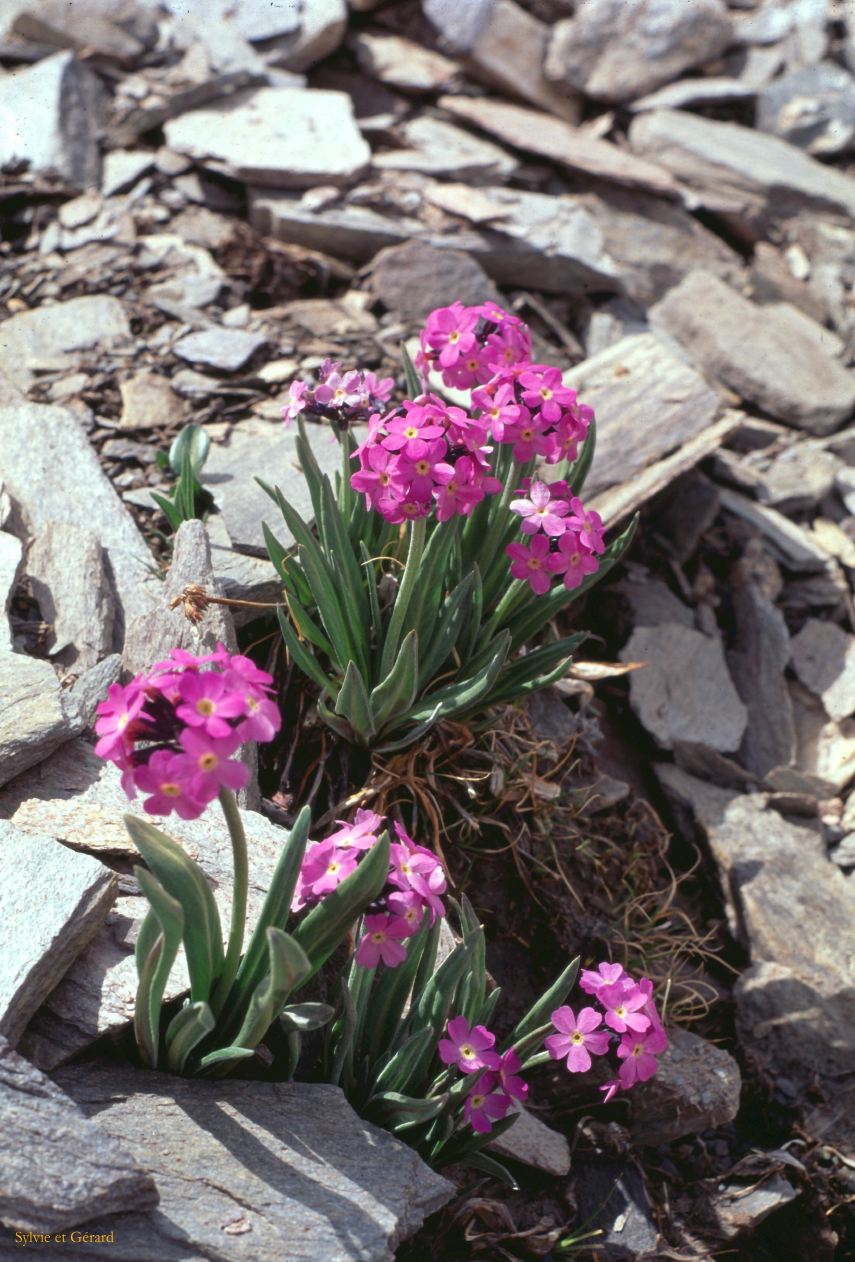 B 28 Ladhak Lamayuru Ladhak Inde 1995-152