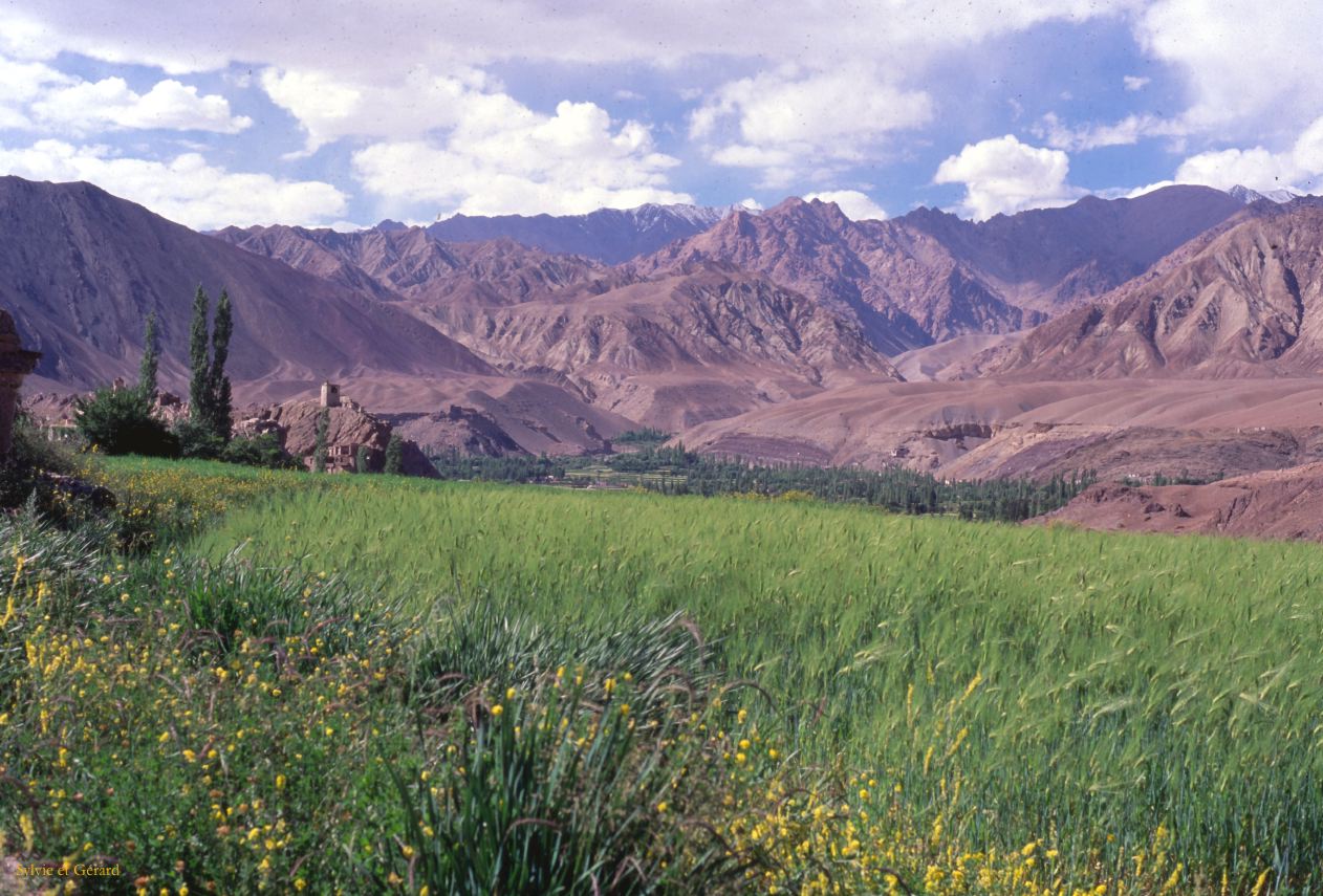 C 01 Ladhak Alchi Ladhak Inde 1995-076