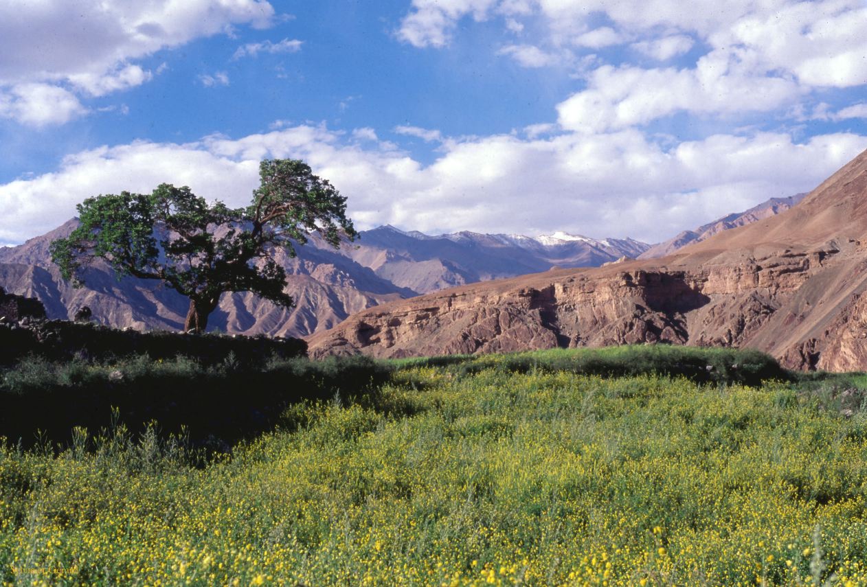 C 12 Ladhak Alchi Ladhak Inde 1995-087