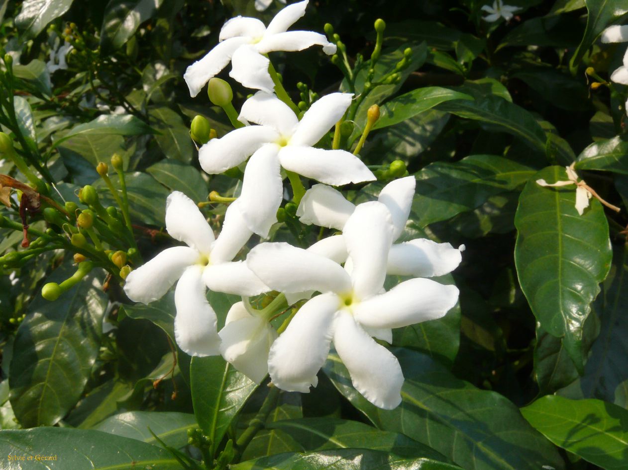 B Delhi Humayun's Tumb 4