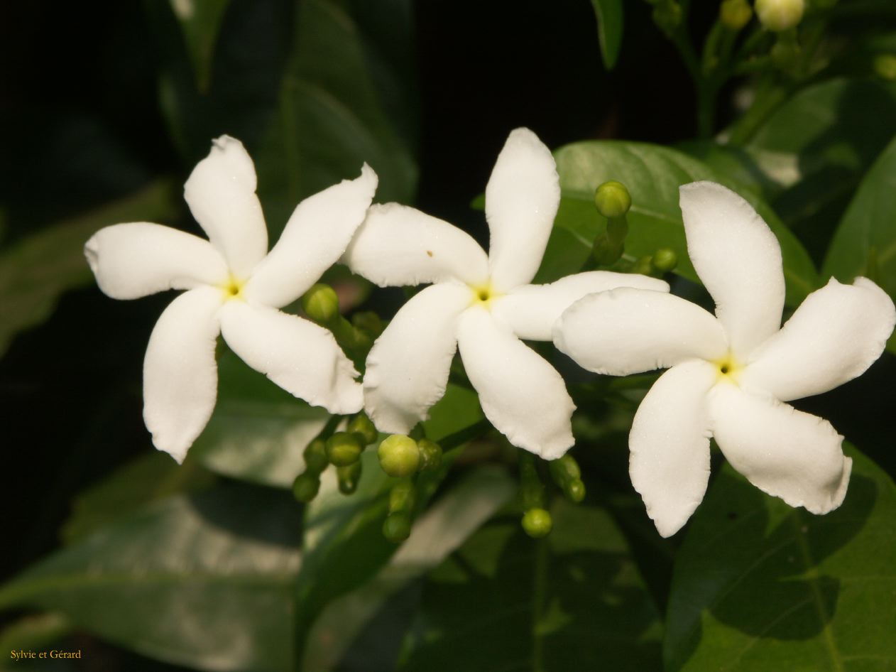 B Delhi Humayun's Tumb 5