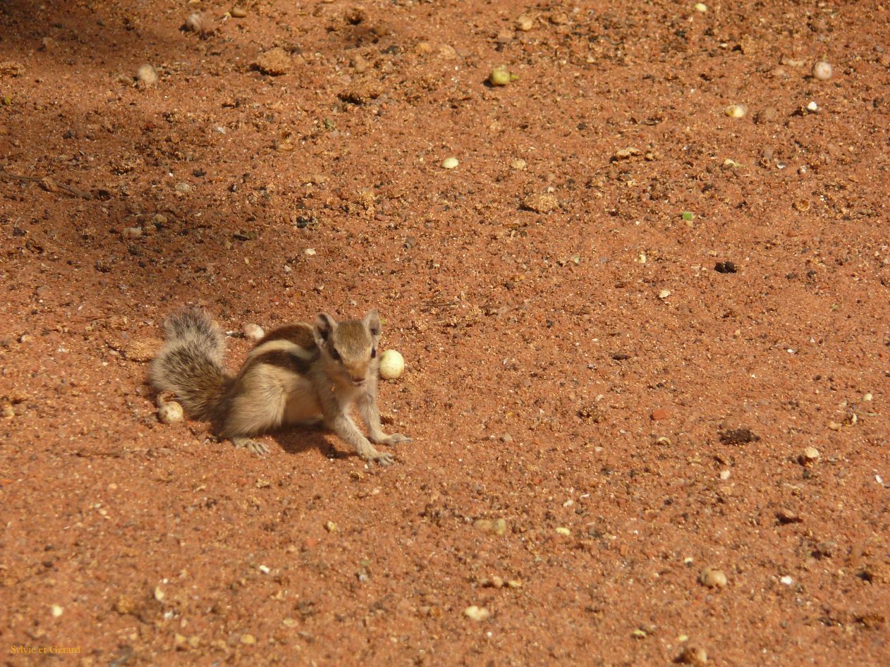 B Delhi Humayun's Tumb 6